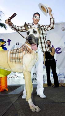 Pet Masquerade and Parade 2013 photo - Duval Street, Key West